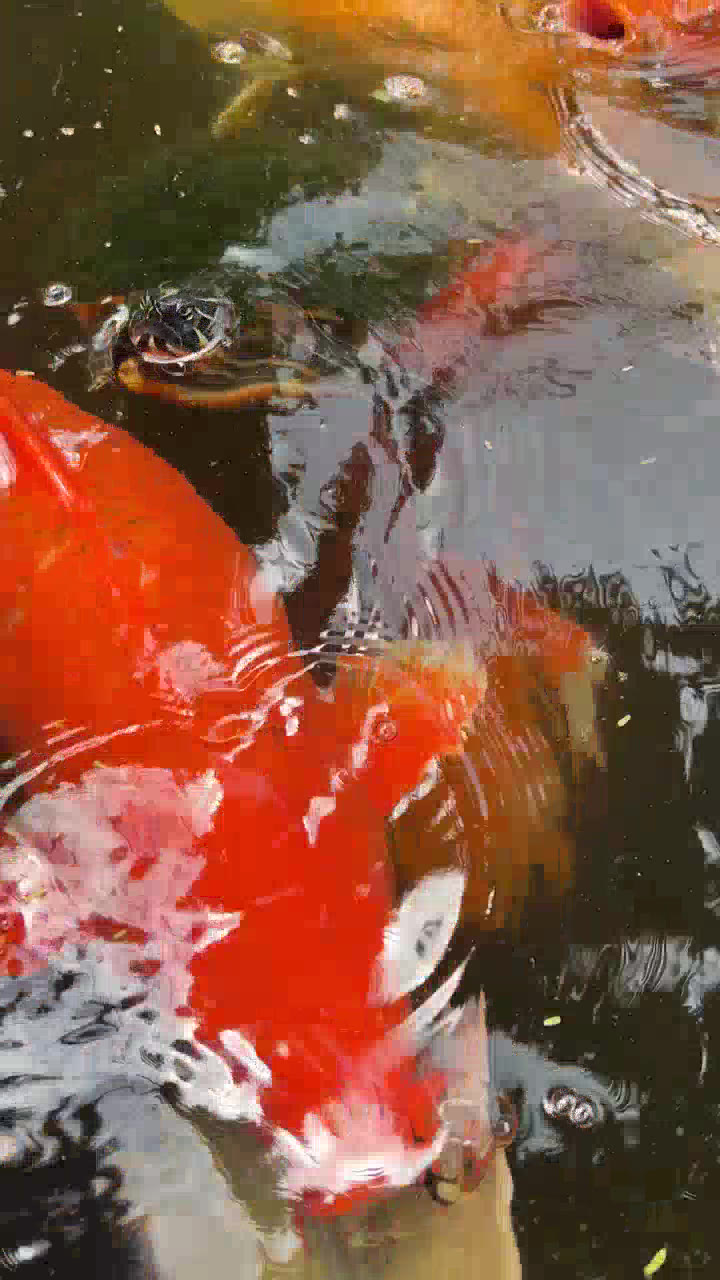 KOI