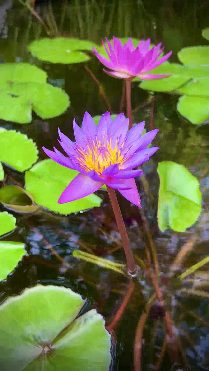 OM MANI