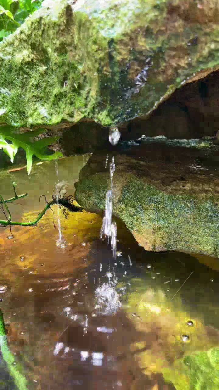 ROOTS