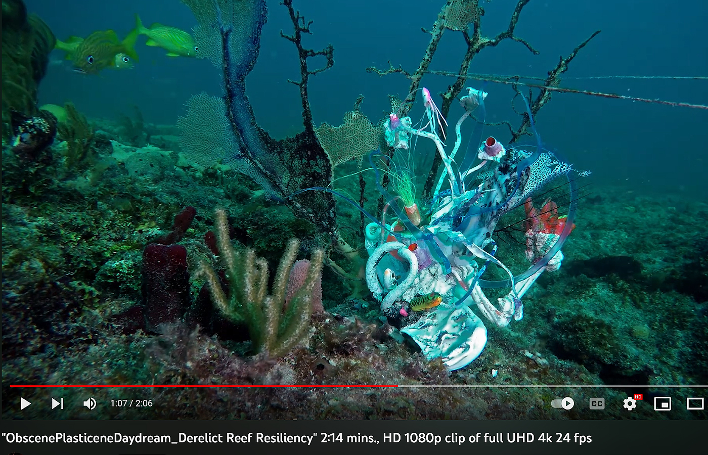 "ObscenePlasticeneDaydream_Derelict Reef Resiliency" 2:14 mins., HD 1080p clip of full UHD 4k 24 fps