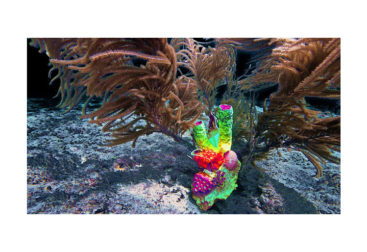 [dNASAb]_Video Art_"Obscene Plasticene Daydream_Derelict Reef Resiliency/Refurbishment #4" 1 of 1, excerpt of 2.48 min video, UHD 4k at 24 fps _
