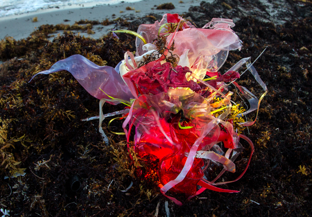 “Obscene Plasticene Daydream_ Red Sargassum Tide” 2018 photograph, edition of 7 + 2 AP 27.8″ H (x) 40″ W [dNASAb]
